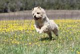 CAIRN TERRIER 282